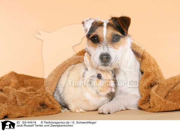 Parson Russell Terrier und Zwergkaninchen / Parson Russell Terrier and dwarf rabbit / SS-44618