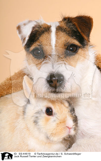 Parson Russell Terrier und Zwergkaninchen / Parson Russell Terrier and dwarf rabbit / SS-44619