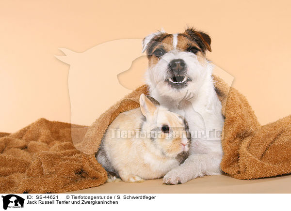 Parson Russell Terrier und Zwergkaninchen / Parson Russell Terrier and dwarf rabbit / SS-44621