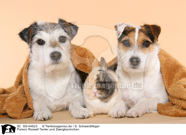 Parson Russell Terrier und Zwergkaninchen / SS-44623