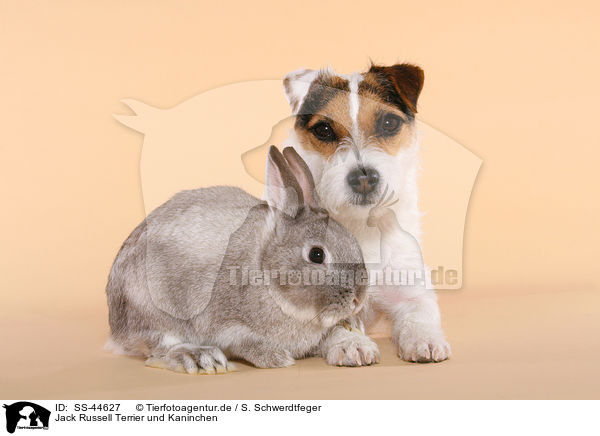 Jack Russell Terrier und Kaninchen / SS-44627