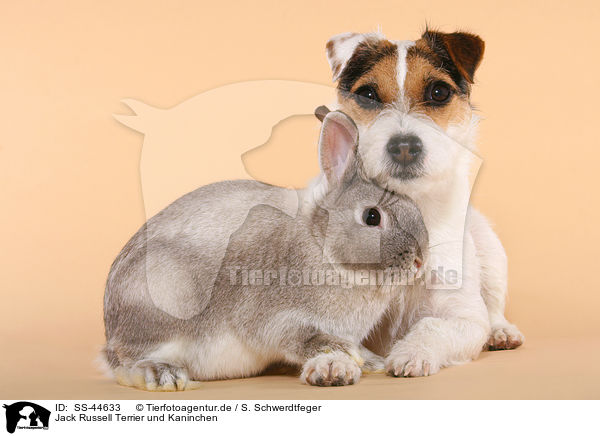 Jack Russell Terrier und Kaninchen / SS-44633