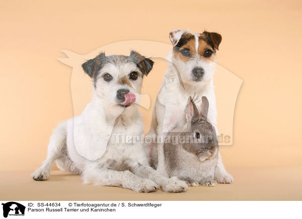 Parson Russell Terrier und Kaninchen / SS-44634