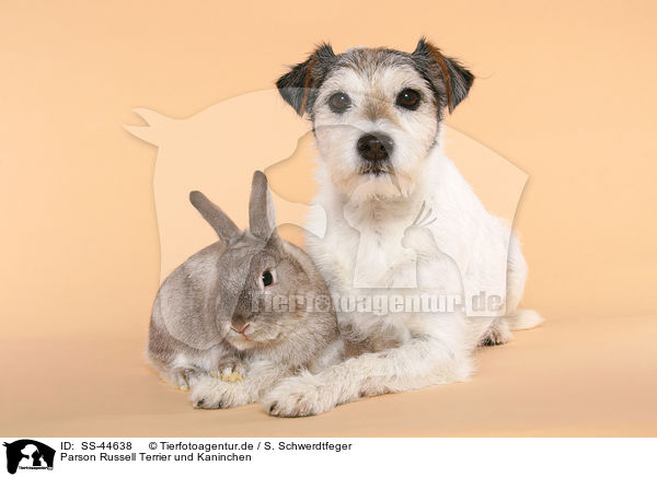 Parson Russell Terrier und Kaninchen / SS-44638