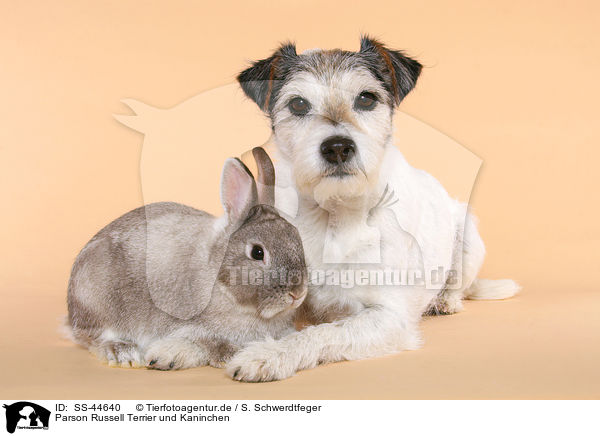 Parson Russell Terrier und Kaninchen / SS-44640