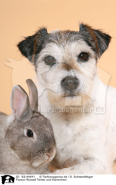 Parson Russell Terrier und Kaninchen / SS-44641
