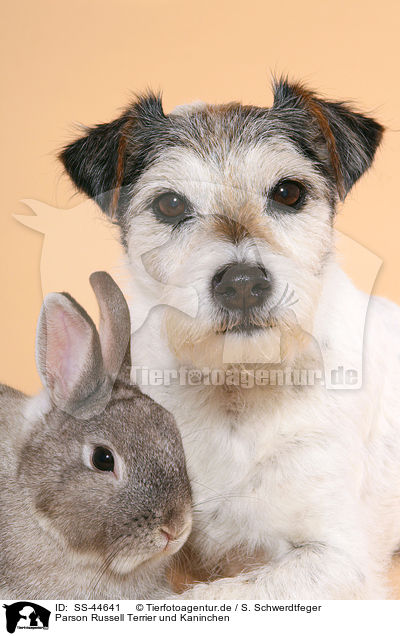 Parson Russell Terrier und Kaninchen / SS-44641