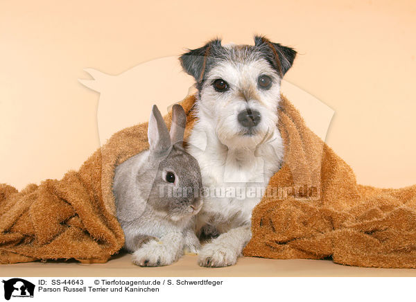 Parson Russell Terrier und Kaninchen / SS-44643