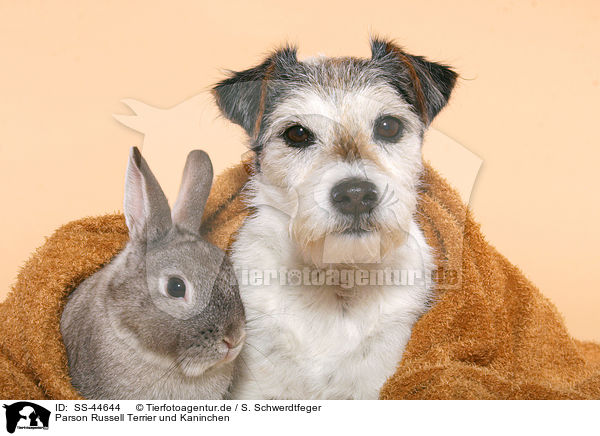 Parson Russell Terrier und Kaninchen / SS-44644