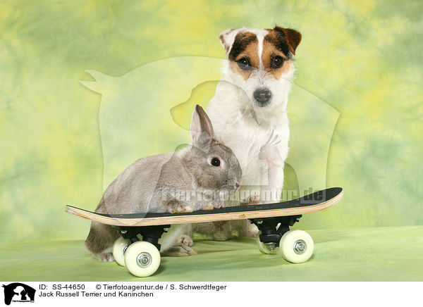 Jack Russell Terrier und Kaninchen / SS-44650