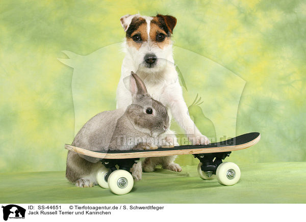Jack Russell Terrier und Kaninchen / SS-44651