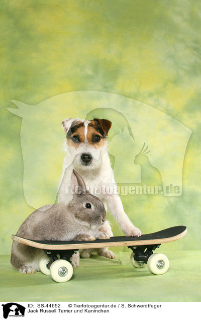 Jack Russell Terrier und Kaninchen / SS-44652