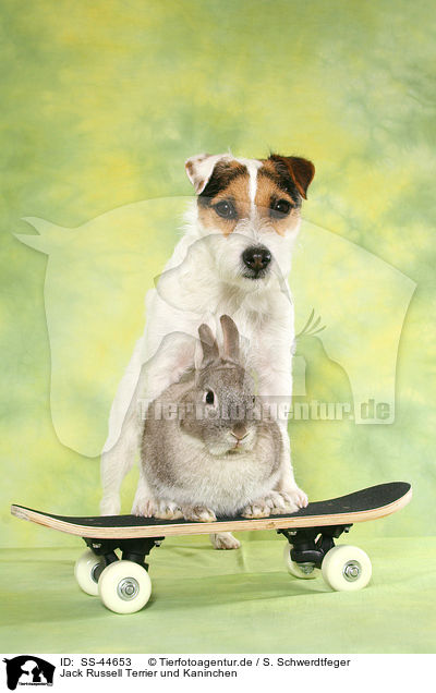 Jack Russell Terrier und Kaninchen / SS-44653