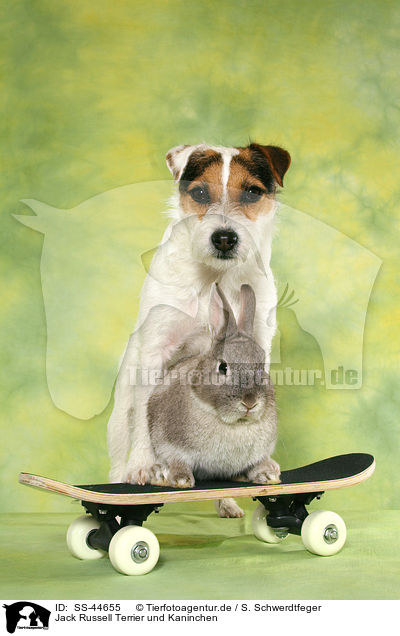 Jack Russell Terrier und Kaninchen / SS-44655