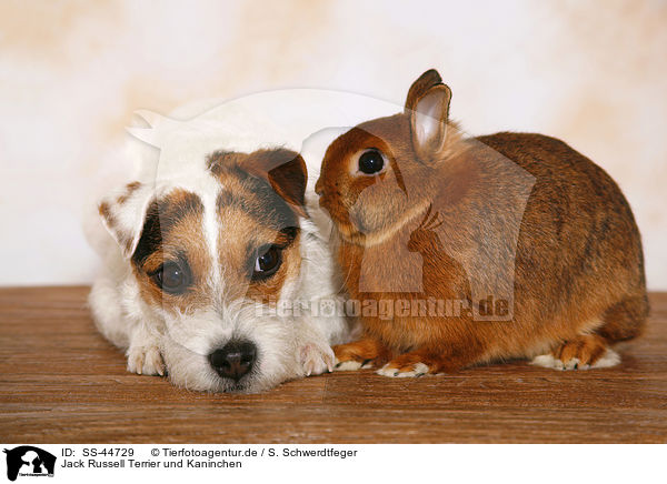 Jack Russell Terrier und Kaninchen / SS-44729