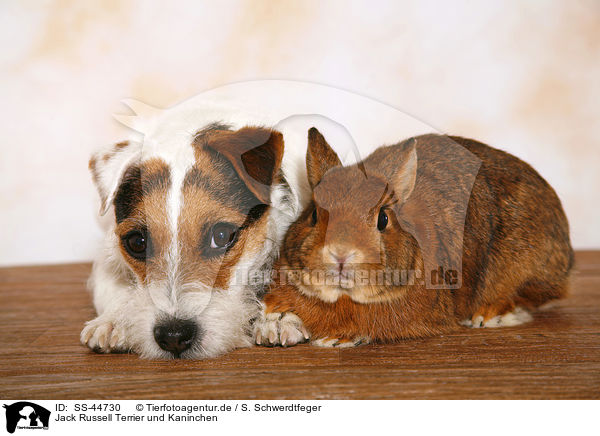 Jack Russell Terrier und Kaninchen / SS-44730