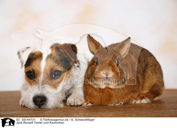 Jack Russell Terrier und Kaninchen / SS-44731