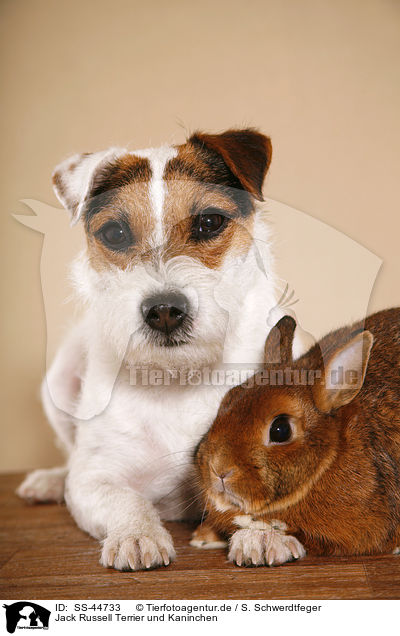 Jack Russell Terrier und Kaninchen / SS-44733