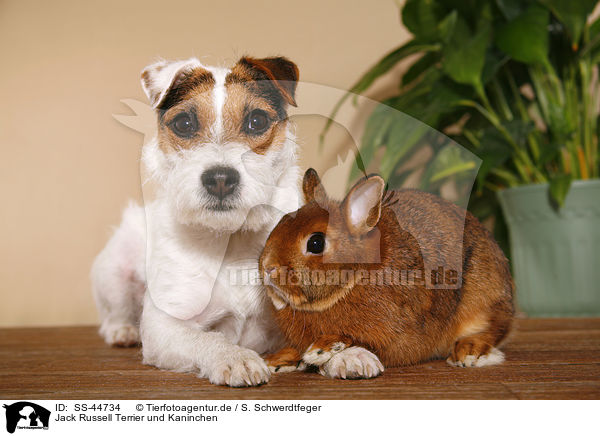 Parson Russell Terrier und Kaninchen / Parson Russell Terrier and rabbit / SS-44734