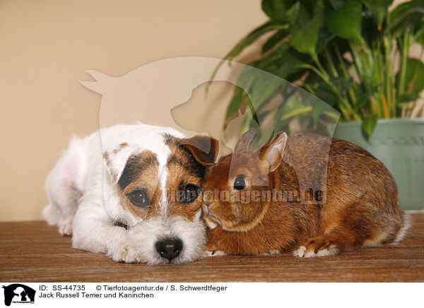 Parson Russell Terrier und Kaninchen / Parson Russell Terrier and rabbit / SS-44735