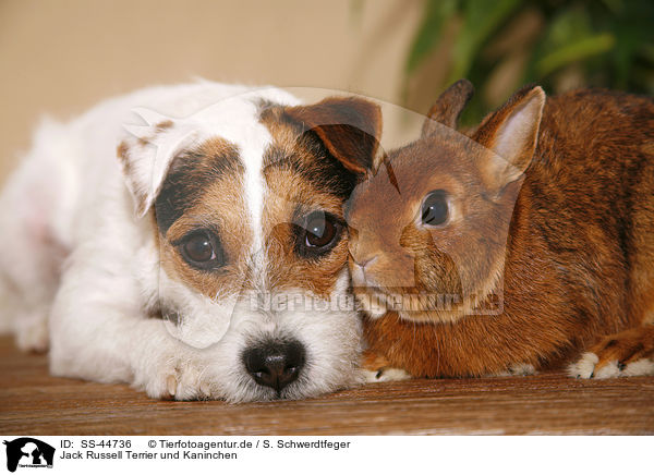Parson Russell Terrier und Kaninchen / Parson Russell Terrier and rabbit / SS-44736