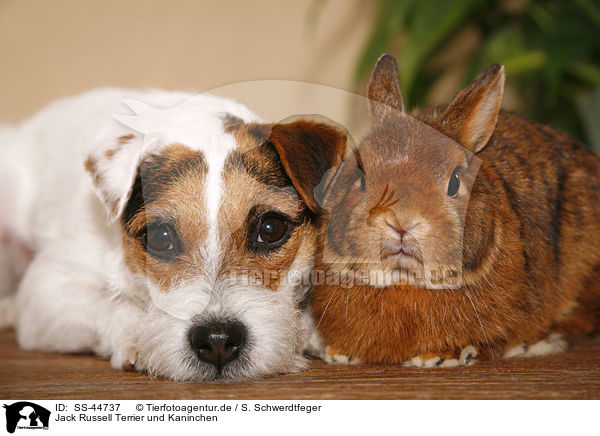 Parson Russell Terrier und Kaninchen / Parson Russell Terrier and rabbit / SS-44737