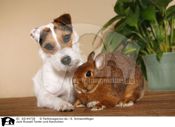 Parson Russell Terrier und Kaninchen / Parson Russell Terrier and rabbit / SS-44738