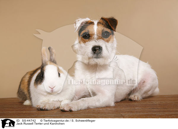Jack Russell Terrier und Kaninchen / SS-44742