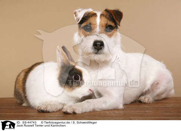 Jack Russell Terrier und Kaninchen / SS-44743