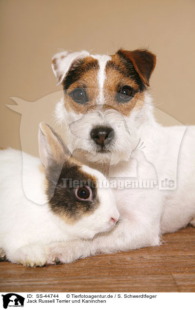 Jack Russell Terrier und Kaninchen / SS-44744