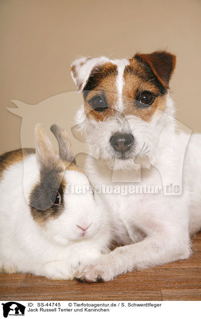 Jack Russell Terrier und Kaninchen / SS-44745