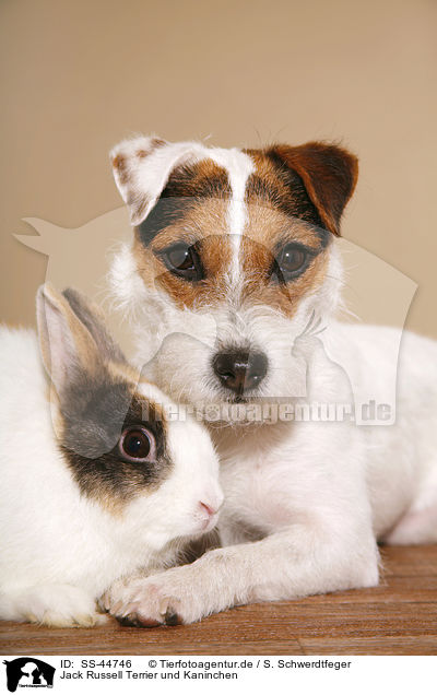 Jack Russell Terrier und Kaninchen / SS-44746