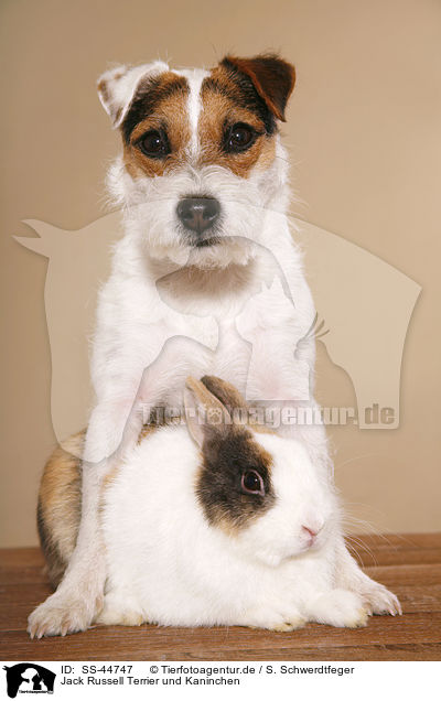 Jack Russell Terrier und Kaninchen / SS-44747