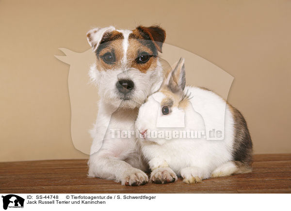 Jack Russell Terrier und Kaninchen / SS-44748