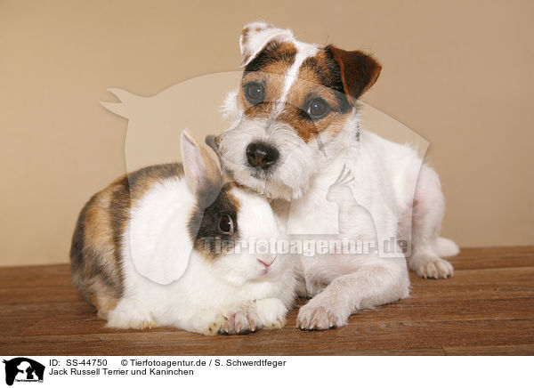 Jack Russell Terrier und Kaninchen / SS-44750