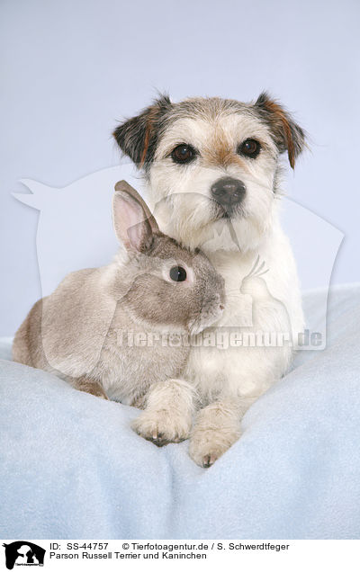 Parson Russell Terrier und Kaninchen / SS-44757
