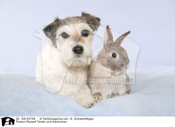 Parson Russell Terrier und Kaninchen / SS-44758