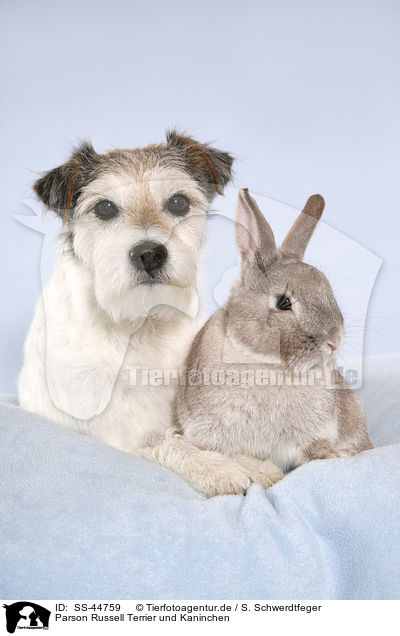 Parson Russell Terrier und Kaninchen / SS-44759