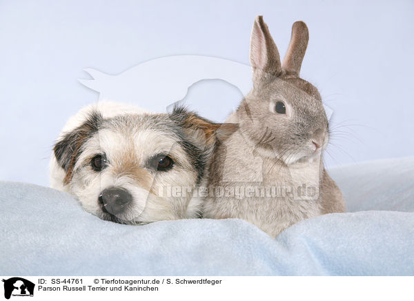 Parson Russell Terrier und Kaninchen / SS-44761