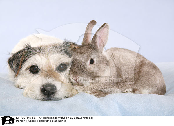 Parson Russell Terrier und Kaninchen / SS-44763