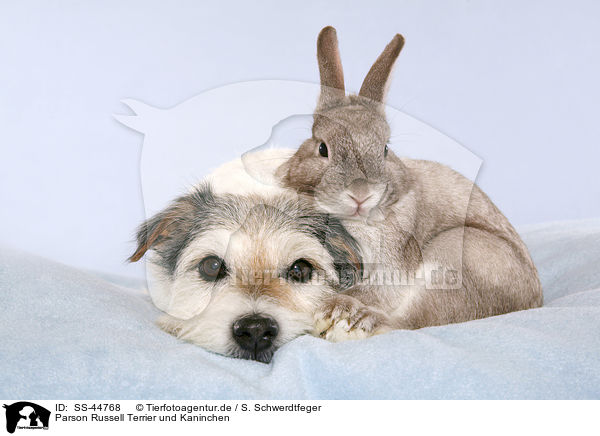 Parson Russell Terrier und Kaninchen / SS-44768