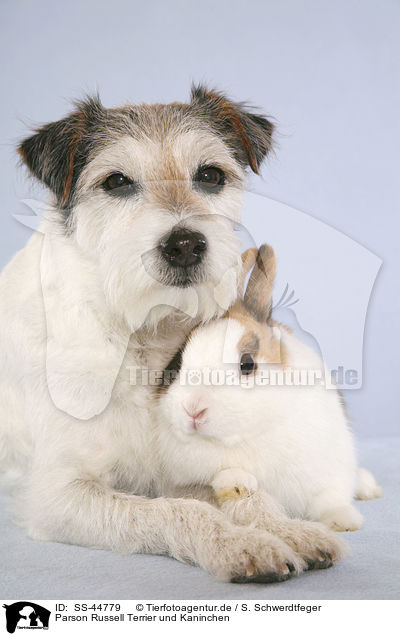 Parson Russell Terrier und Kaninchen / SS-44779