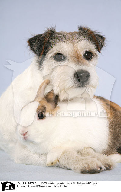 Parson Russell Terrier und Kaninchen / SS-44780