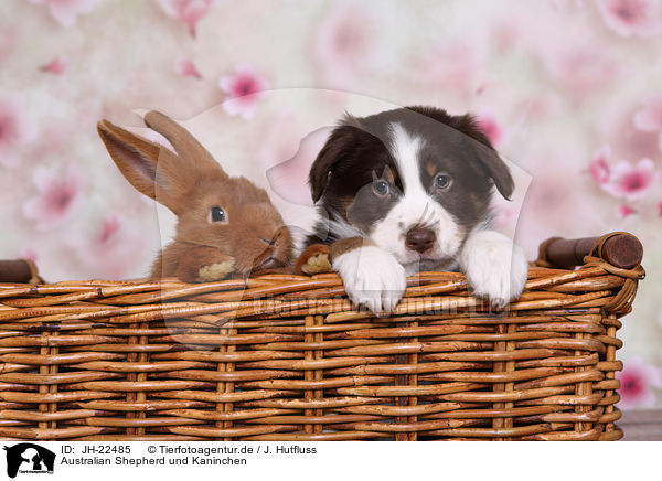 Australian Shepherd und Kaninchen / JH-22485