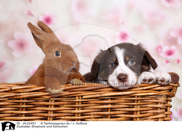 Australian Shepherd und Kaninchen / JH-22491