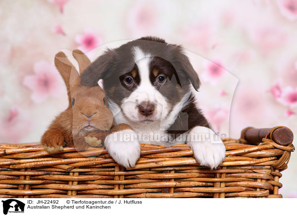 Australian Shepherd und Kaninchen / JH-22492