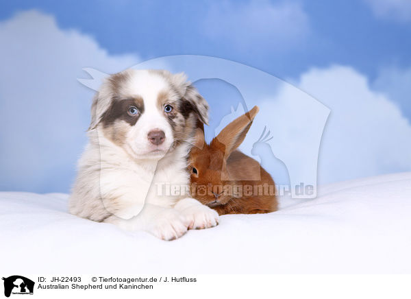 Australian Shepherd und Kaninchen / JH-22493