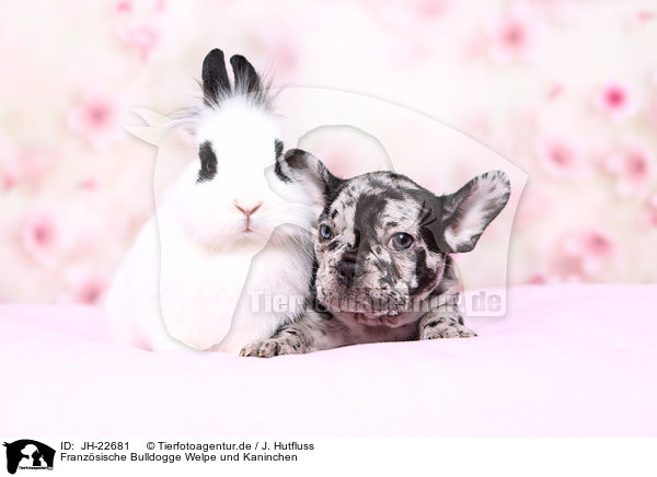 Franzsische Bulldogge Welpe und Kaninchen / JH-22681