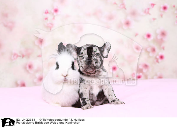 Franzsische Bulldogge Welpe und Kaninchen / JH-22683