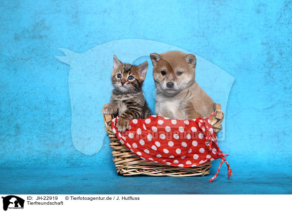 Tierfreundschaft / animal friends / JH-22919